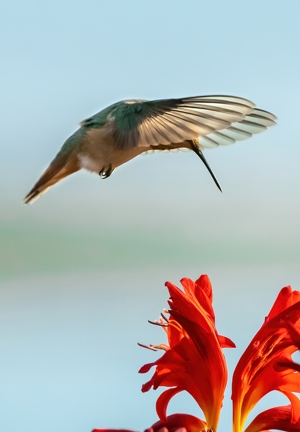Washington Coast Humming Bird 12